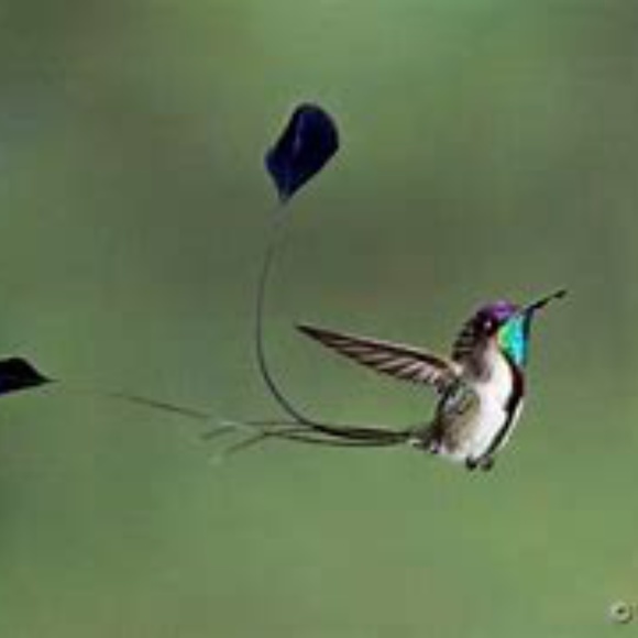 ✨🎄☃️COMMENT FULL !!•*•,Go To New Listing !!☃️🎄✨ - Picture 10 of 10